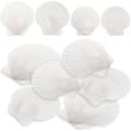 Miniatyrbilde 2 av 2: 10 stk. Hvite Kamskjell Skjell Store Naturlige Skjellpynt Håndverksmaterialer Kant Hvit White 7x7cm
