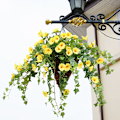 Miniatyrbilde 3 av 3: Kunstig Petunia i Rattan for Utendørs/Innendørs Bruk{GKS} (yellow)