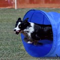 Miniatyrbillede 4 af 4: UISEBRT Agility Træningssæt til Hunde med Slalomstænger Justerbar Springring Tunnel Springstang Blå og O blue and orange