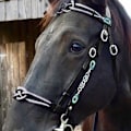 Pikkukuva 3 / 8: Hevosen riimu ja riimunnaru PU-nahkaa, riimu ja riimunnaru Black