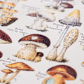 Miniatyrbillede 4 af 5: Champignon-plakat - vintage, svampebillede, skov, planter (A2 (42 x 60 cm))
