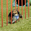 Miniatyrbillede 3 af 4: UISEBRT Agility Træningssæt til Hunde med Slalomstænger Justerbar Springring Tunnel Springstang Blå og O blue and orange