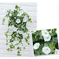 Miniatyrbilde 4 av 5: Kunstig Petunia i Rattan for Utendørs/Innendørs Bruk{GKS} (white)