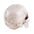 Miniatyrbillede 4 af 5: Anatomisk Kranium Model - Realistisk Menneskekranium i Resin - Naturlig Størrelse