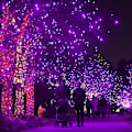 Pikkukuva 3 / 5: 300 LED-valosarja, 30,5 metriä, kytkettävä, vedenkestävä, violetti Green Green 1000 LEDs