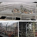 Pikkukuva 5 / 5: Läpinäkyvä pressu vedenpitävä, repeytymiskestävä vedenpitävä pressu, pölytiivis narulla (2x2m) 2x2m