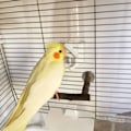 Miniatyrbillede 4 af 10: Fuglepinde Naturligt Træ Stativ U-formet Bar Bur Legetøj til Cockatiels Conures M