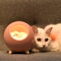Miniatyrbillede 3 af 5: Sød lille natlampe Lille kæledyrshus Atmosfærer Lys USB Opladning Pige Sovesal (Rosa)