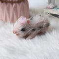 Miniatyrbillede 4 af 9: Simuleret gris til dukke julegave baby tidlig pædagogisk legetøj søde dyr til dukke silikone lavet juleafslappende legetøj null - C
