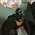 Miniatyrbild 3 av 5: 30 st Trollsländeorkidéklämmor Plast Trädgårdsväxtstödklämmor Blomsterväxtklämmor, DUBUNS