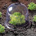 Miniatyrbilde 3 av 5: Salat Bell X12 Beskyttende drivhus for planter-aleko