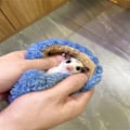 Miniatyrbillede 5 af 8: Hamster sovepose til pindsvin, egern, kanin, marsvin, rotte - Varmt gemmested - Blå