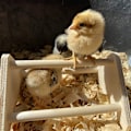 Miniatyrbild 5 av 5: Parrot Stand Pet Chicken Stativ Stand Chicken Stand