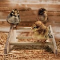 Miniatyrbild 2 av 5: Parrot Stand Pet Chicken Stativ Stand Chicken Stand