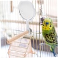 Pikkukuva 3 / 5: Papukaijajalusta Stick Bird Stand Ahven lintu seisoo sauva
