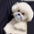 Miniatyrbilde 10 av 10: Smokk Chew Toy 4 4 4