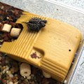 Miniatyrbillede 7 af 10: Turtle Basking Bord Turtle Klatreplatform GRÅ Gray