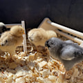Miniatyrbild 4 av 5: Parrot Stand Pet Chicken Stativ Stand Chicken Stand