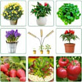 Miniatyrbilde 5 av 5: Innendørs plantelys, 315 LED-er hortikulturelt LED-lys, AUTO - PÅ/AV-timing, 3 hoder fullspektret vekstlys for frøplanter, sukkulenter, orkideer