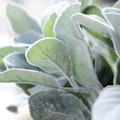 Miniatyrbillede 5 af 5: 1 stk. Kunstige Planter Blomst Kaninøre Blad DIY Bryllup Hjem Arrangement Krans Q Red