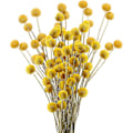 Miniatyrbillede 1 af 5: 30 stk. Tørrede Blomster Ægte Naturlige Kunstige Blomster Globosa Falske Blomster Tørret Gave