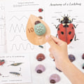 Miniatyrbillede 3 af 5: Trælegetøj til læring for piger og drenge i alderen 3, 4 og 5 år - Lær tal og udvikle finmotorik