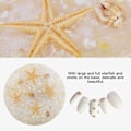 Miniatyrbillede 7 af 9: Falske negletips display plade ocean søstjerne skal neglekunst display skyde værktøj beige
