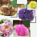 Miniatyrbilde 3 av 5: Blomsterpollenbærere 2 Bunter Med 160-180 Strå Perlepollenbærere For Scrapbooking Pistil Kakedekorasjon Håndverk Diy, 2.17-tommer, Gul