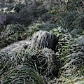Miniatyrbild 4 av 5: 5-i-1 Ghillie Suit, Lätt Woodland Ghillie Suit, Kamouflagejaktkläder, Passar för Personer med en Längd på 175-188 cm