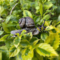 Miniatyrbillede 4 af 5: Sneglefigur Legetøj Mini Dyrefigurer Til Eventyrhave, Svampe, Mikro Landskabsdekoration (mørk Farve)