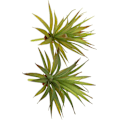 Miniatyrbillede 2 af 4: 2 Stk. Realistiske Kunstige Falske Sukkulenter Yucca Vera Drivhus Små Planter Uden Potte Til Hjemmehave Dekoration (efterårsgrøn)