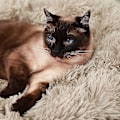 Miniatyrbillede 5 af 5: Rund Hundeseng Til Kat Hvalp Kæledyr Blød Plys Sofa Pude Hvalp Sovende Rede Taupe S-50cm