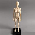 Miniatyrbild 2 av 5: 11 tum Mänsklig anatomisk modellkonst skyltdocka Muskuloskeletala struktur målning Skulptur Vit kropp Man+kvinna