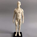 Miniatyrbild 4 av 5: 11 tum Mänsklig anatomisk modellkonst skyltdocka Muskuloskeletala struktur målning Skulptur Vit kropp Man+kvinna