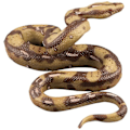 Miniatyrbild 1 av 4: Hög simulering Python Stor Realistisk Orm Lurig Läskig Prank Läskig Orm Leksak