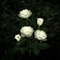 Miniatyrbild 3 av 5: Solcellsdrivna Trädgårdslampor, 2-pack LED Rosblommor Dekorativa Staketlampor med 10 Rosor