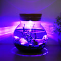 Miniatyrbilde 6 av 10: Fargerik LED undervanns nattlampe Mikrolandskap Ønskeflaske Borddekor DIY Gaver
