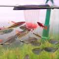 Miniatyrbillede 3 af 5: Akvarium rød orm kop rød orm feeder tragt kegle med sugekop fodring kop fodring ring