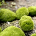 Miniatyrbillede 3 af 5: Assorterede Størrelser af Mos, Kunstige Stenstykker, Kugler