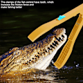 Miniatyrbild 7 av 7: Fiskekontroll Fiskklämma Handåtdragningsklämma Gripar Plastgripare Låsverktyg Gul