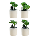 Miniatyrbillede 1 af 5: 4 stk. sukkulenter med poler i begge ender, bonsai kreativ