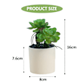 Miniatyrbillede 2 af 5: 4 stk. sukkulenter med poler i begge ender, bonsai kreativ