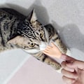 Miniatyrbild 3 av 5: Accroutrements 10 st fingerhandskar / 10 st fingerhandskar för fingerhandskar | Mjuka vinylfingerdockor