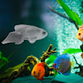 Miniatyrbilde 7 av 8: Silikon Kunstig Fisk Akvarium Dekorasjon Høy Simulering