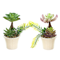 Miniatyrbild 1 av 5: 2 st konstgjorda suckulenter kombination bonsai kreativ mode