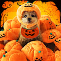 Miniatyrbilde 5 av 5: Hatt for hund Halloween, Katt gresskarhatt, Valp fest Rollespill