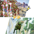 Miniatyrbild 4 av 5: Rulle med fågelskrämsreflexband som kan skrämma bort duvor, örnar,