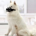 Miniatyrbillede 4 af 8: Hundemundkurv til Små, Mellemstore og Store Hunde, Luftgennemtrængelig Mesh