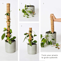 Miniatyrbild 5 av 7: Växtstöd för Klättrande Inomhusväxter, Sphagnum Klätterpinne Förlängningsbar upp till 73 cm, Klar för Omedelbar Användning med Snöre, Ger Stöd till