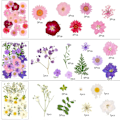 Miniatyrbillede 2 af 8: Naturlige Tørrede Blomster Pressede Blomster Blandede Tørrede Blade Blandet M